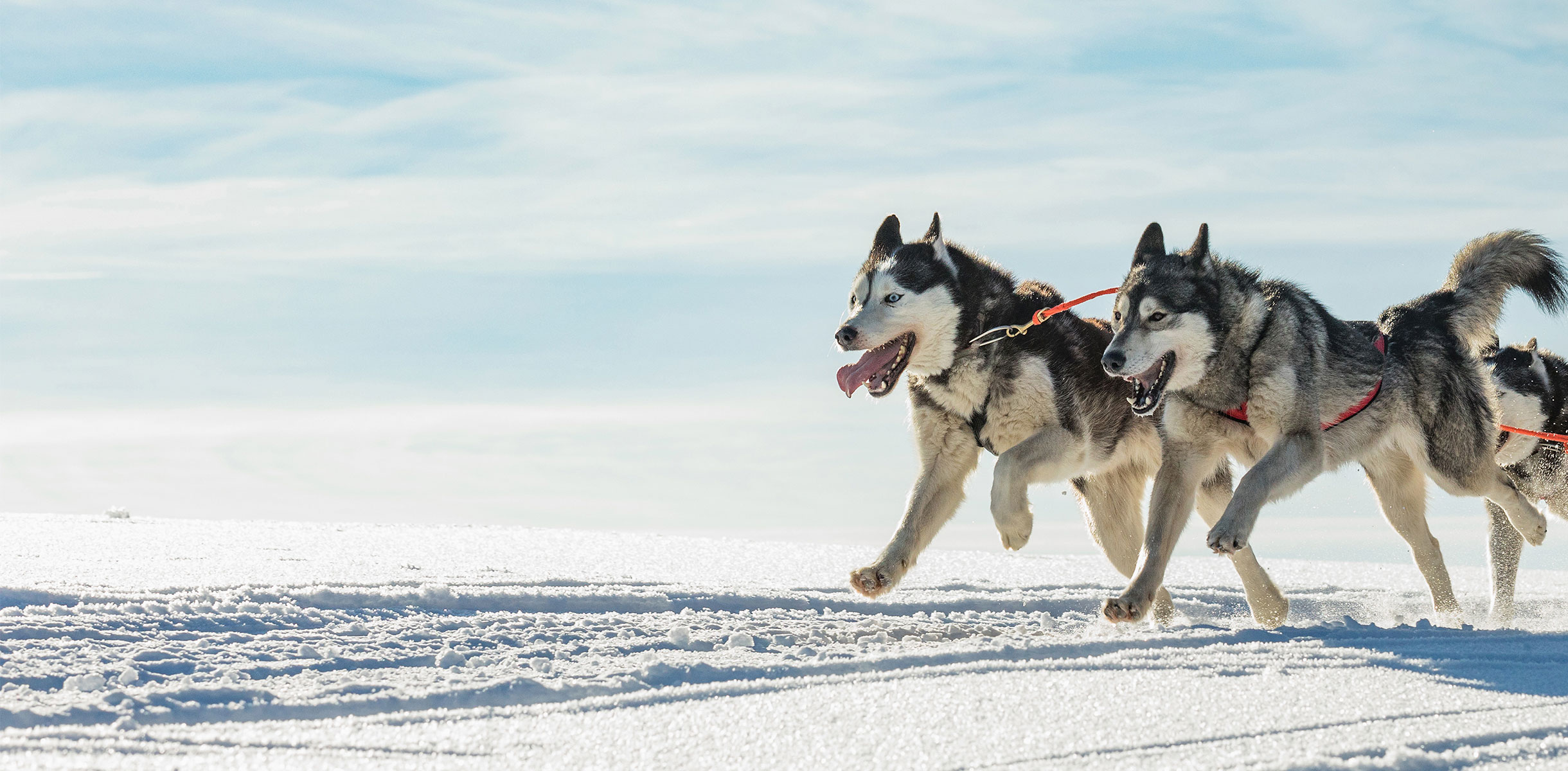 Husky dogs, Norway