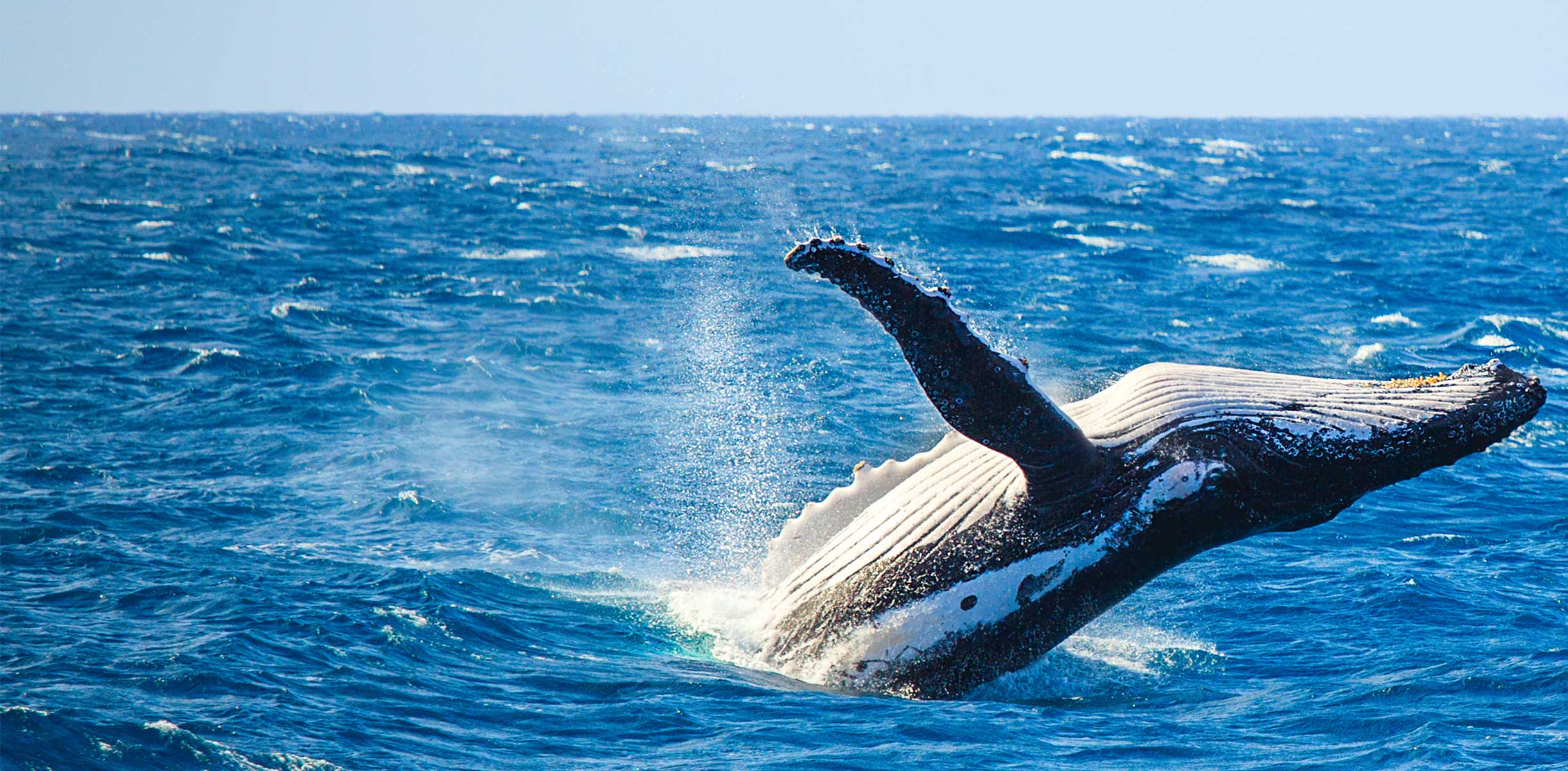 Whale breaching out of the water, Iceland