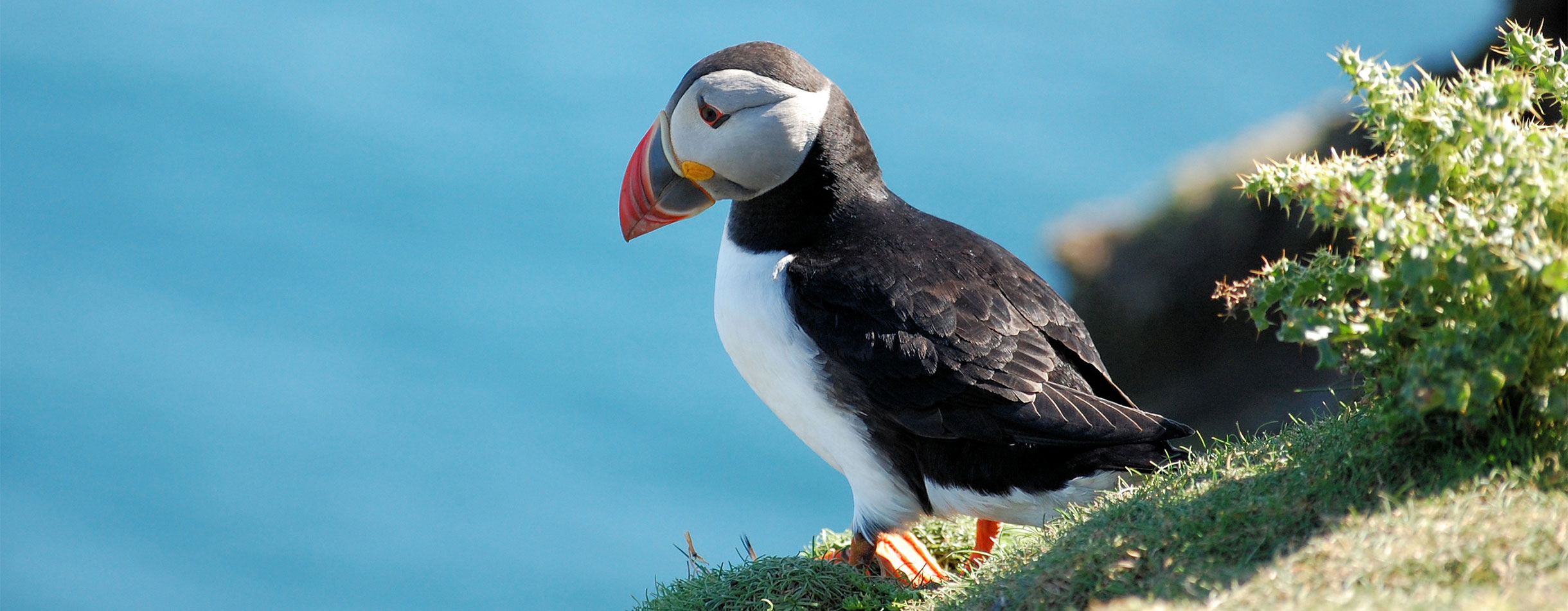 Puffin on the cliffs, Shetland, UK