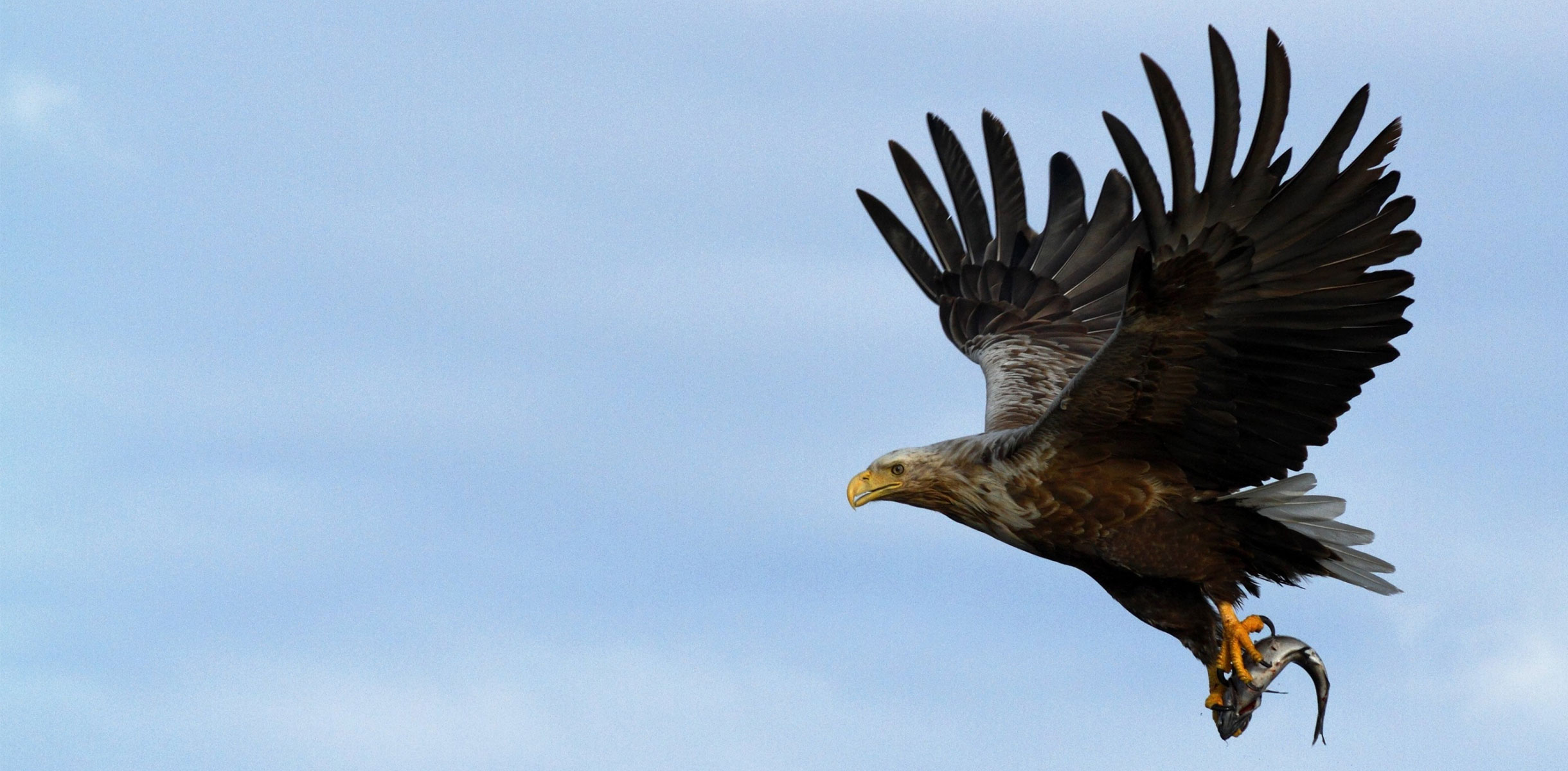 Sea Eagle, UK