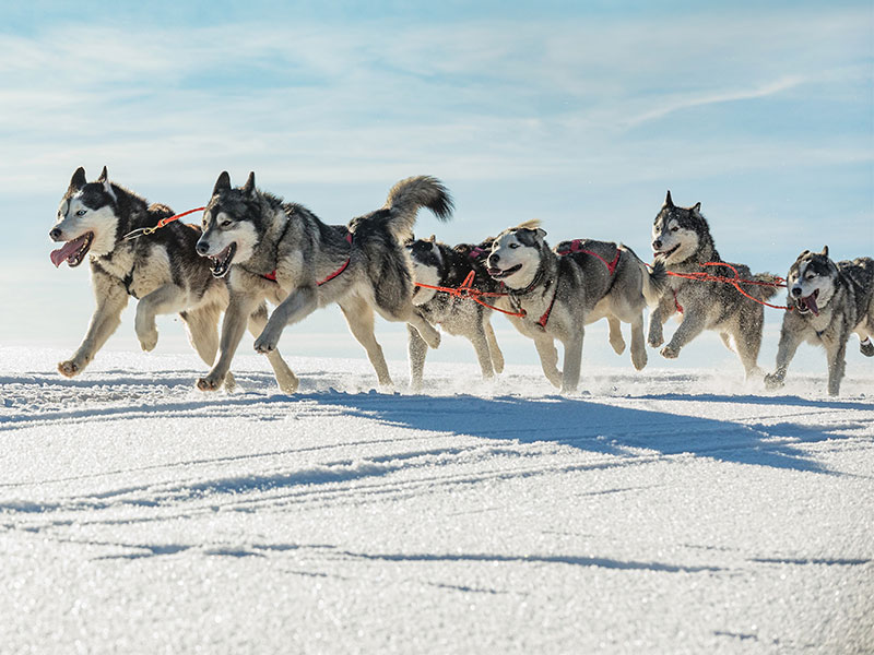 Husky sledding