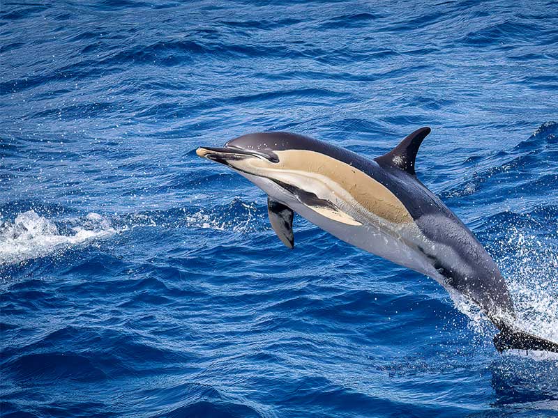 Dolphin spotted from on board
