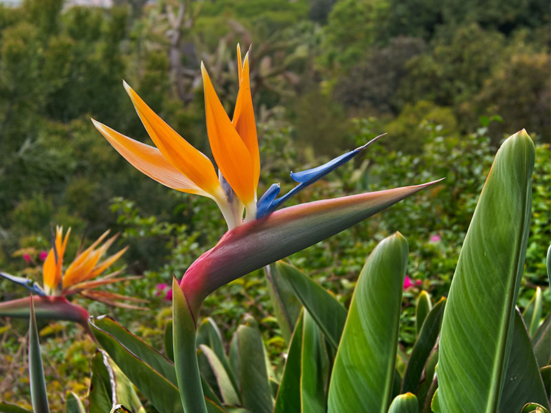 Bird of paradise flower head, Funchal