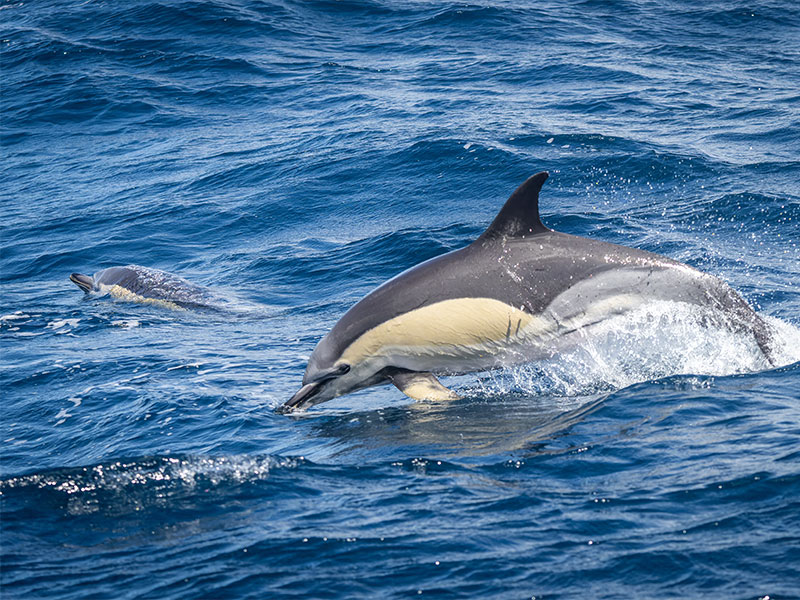 Dolphins seen from deck