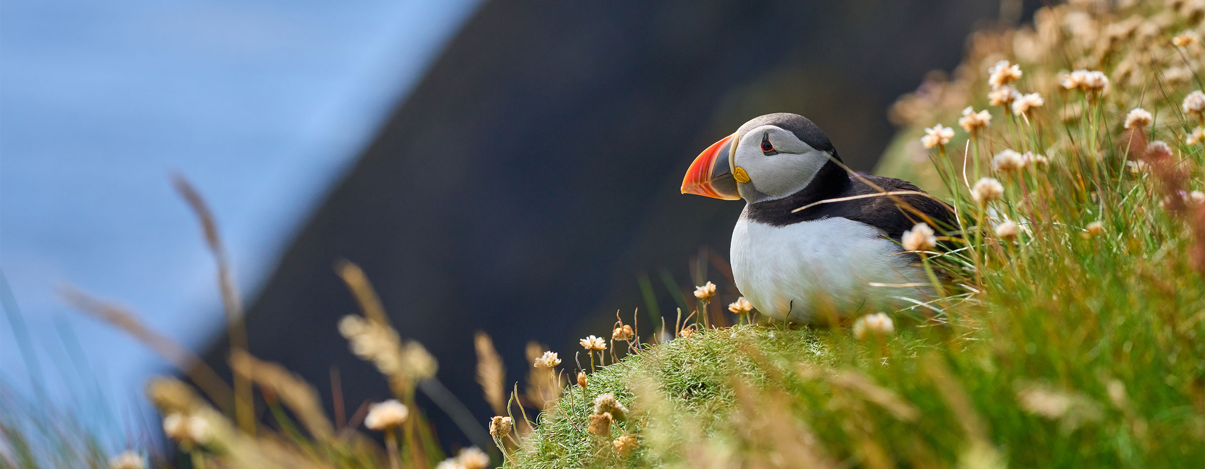 Puffins on a cliff, Shetlands