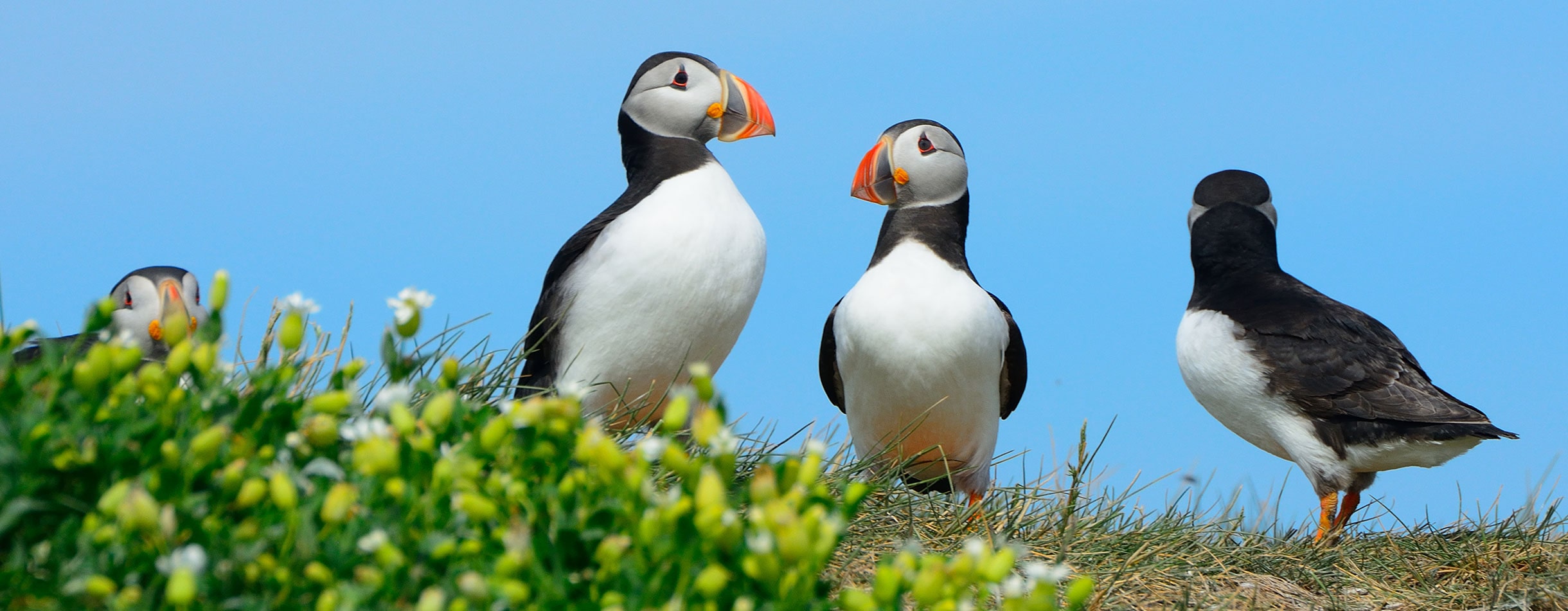 Colony of Puffins, Scotland