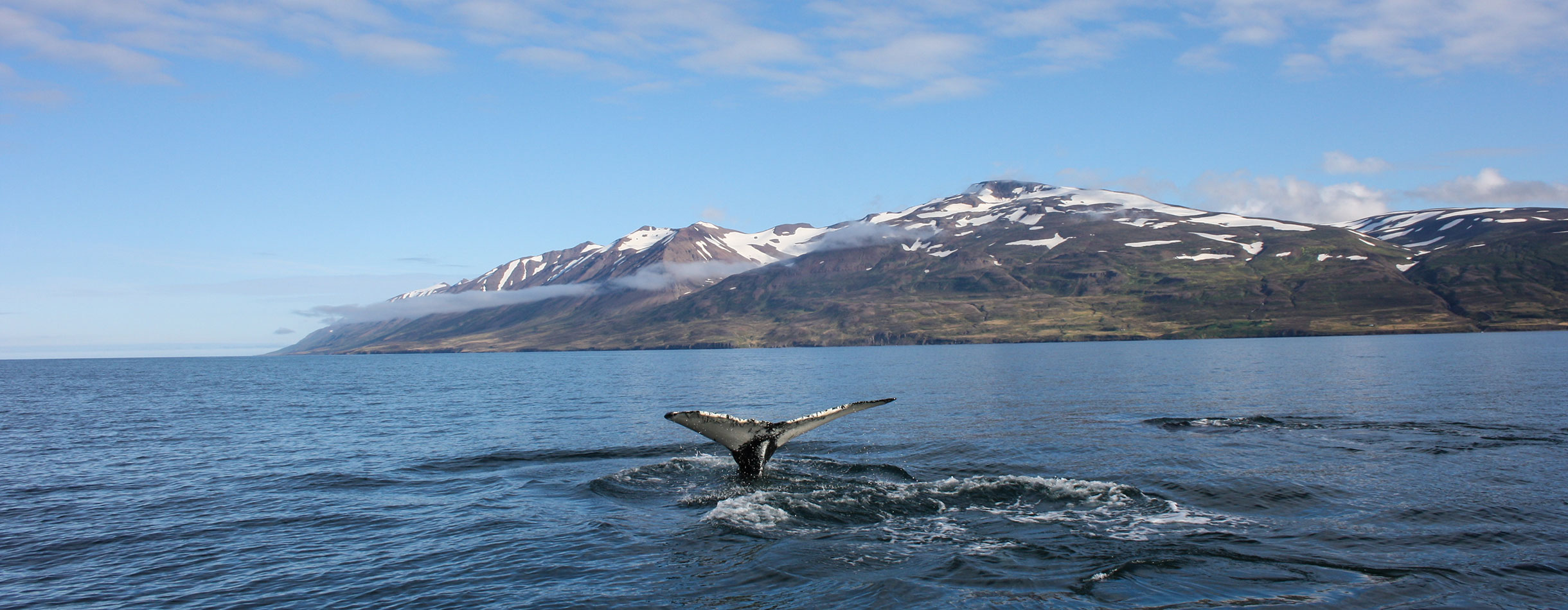 Great Humpback Whale tail in Iceland