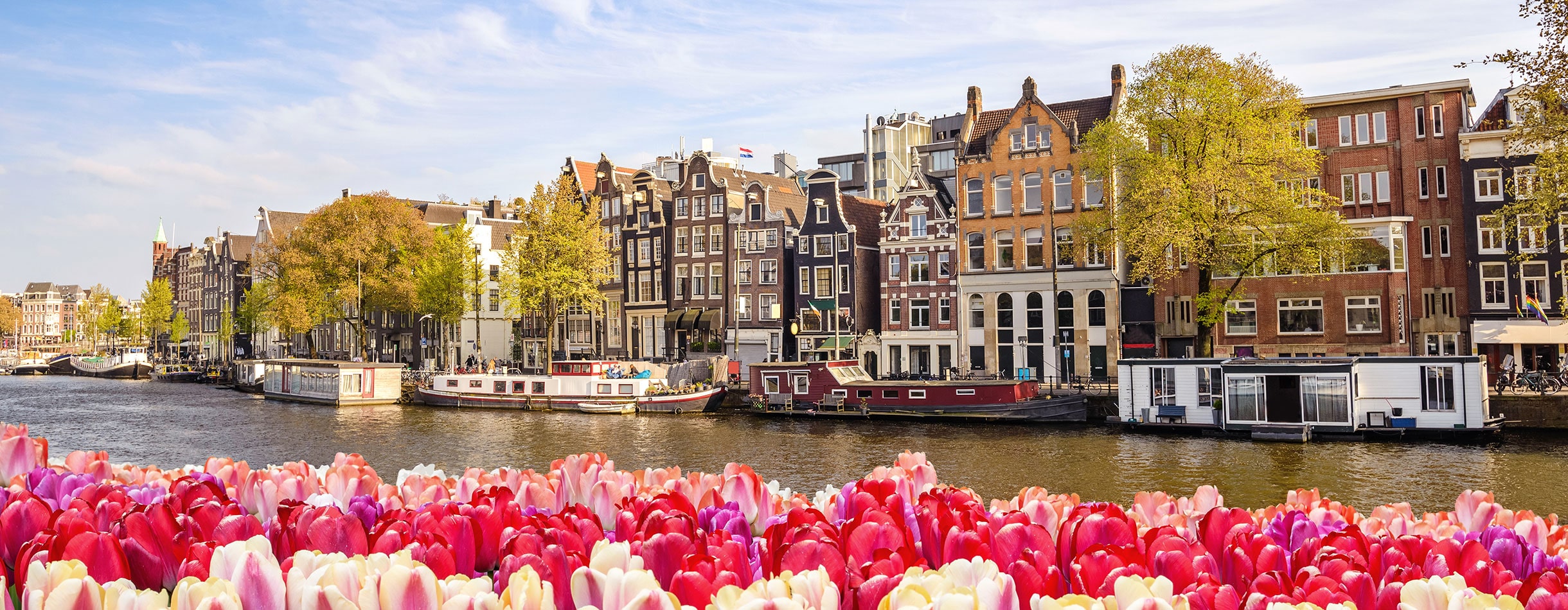 Amsterdam Canal with tulips in the foreground