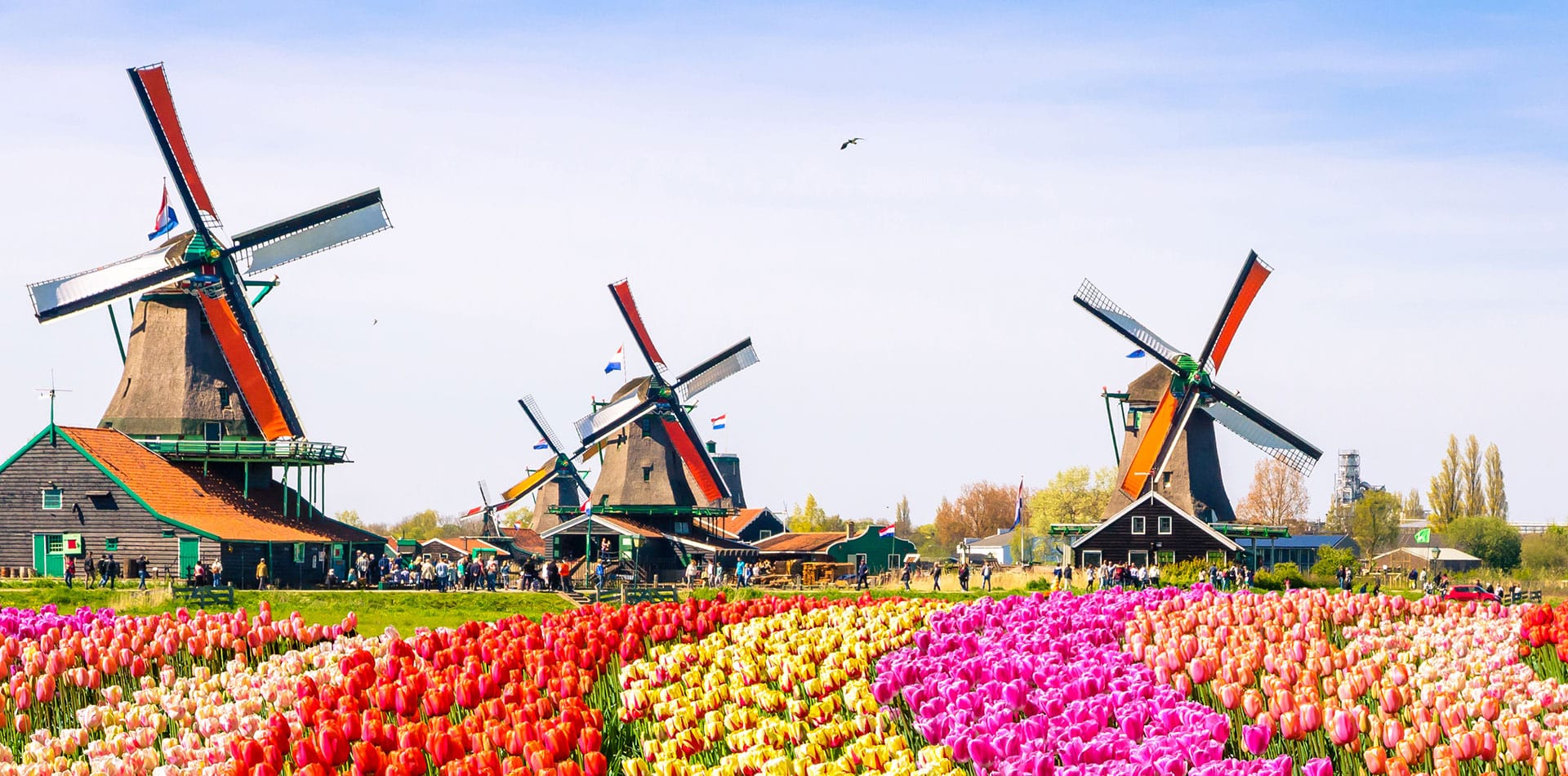 Windmills in Amsterdam with tulips, Netherlands