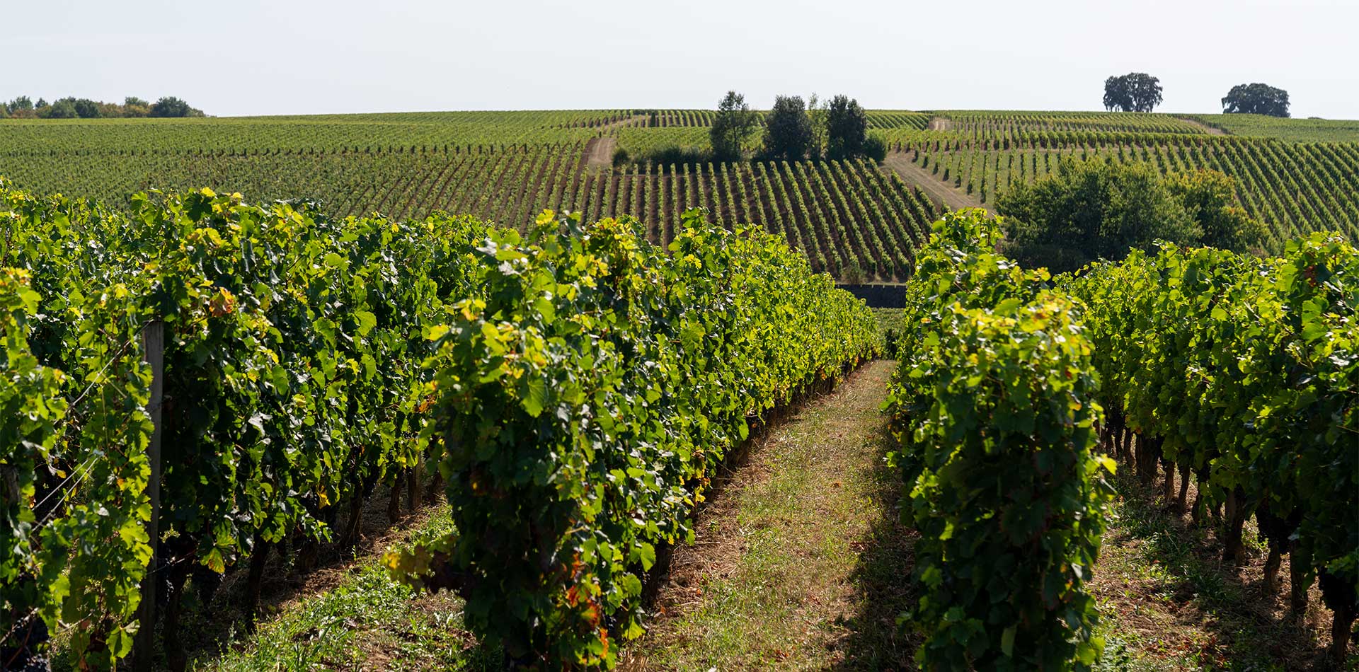 Vineyards in Bordeux, France