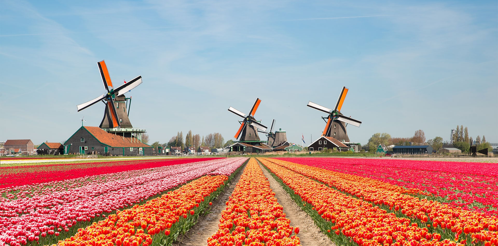 Windmills and tulips in Amsterdam