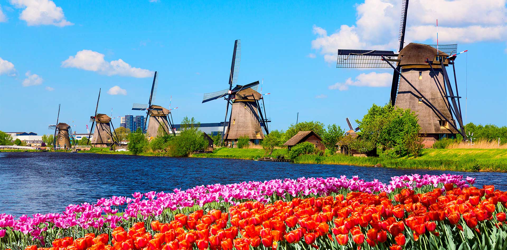 Windmills and Tulips, Amsterdam, Netherlands