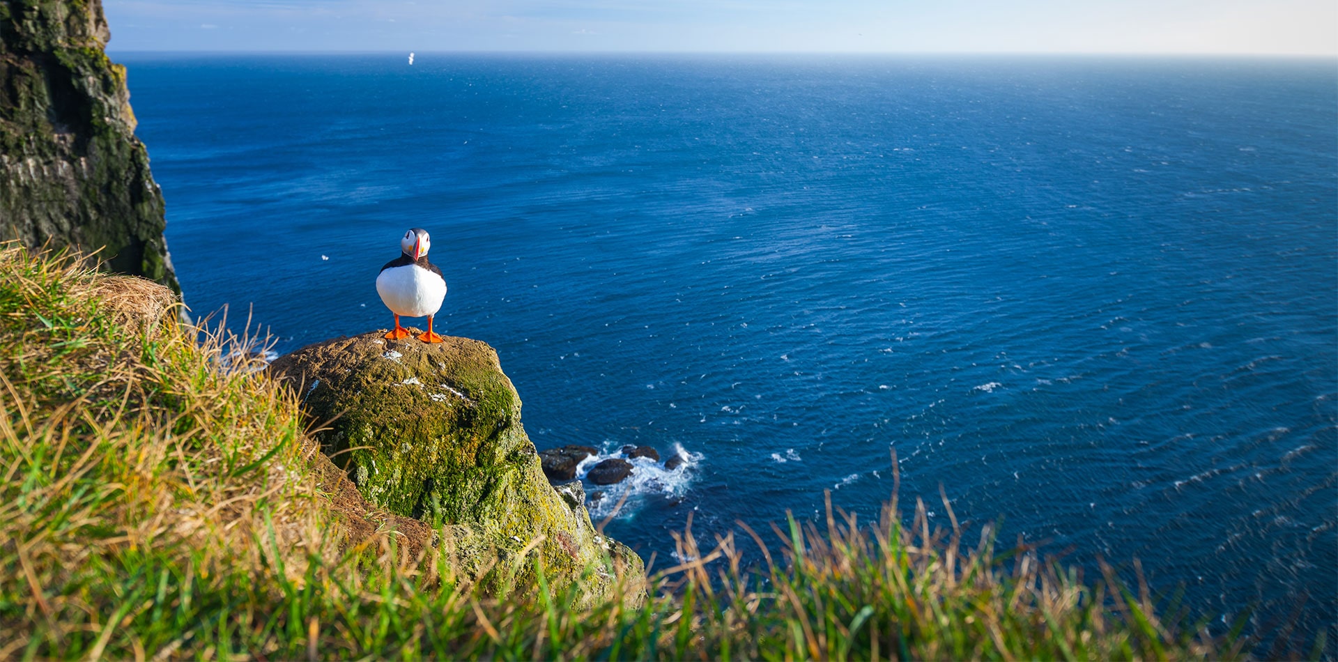 Puffin on a sea cliff, Scotland