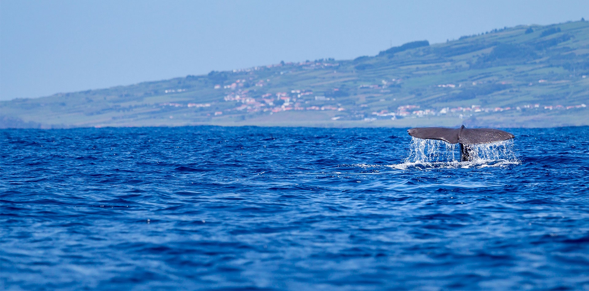 Whale tail, Azores