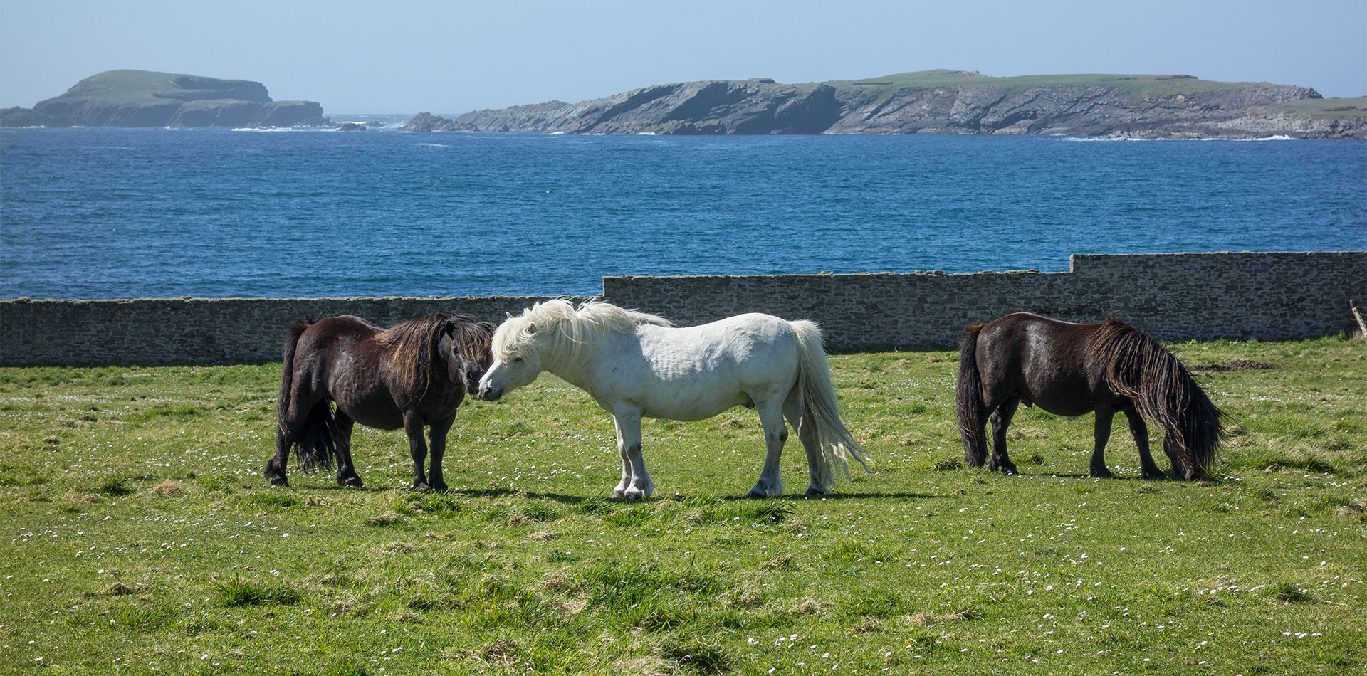 Ponies in Shetland, Scotland