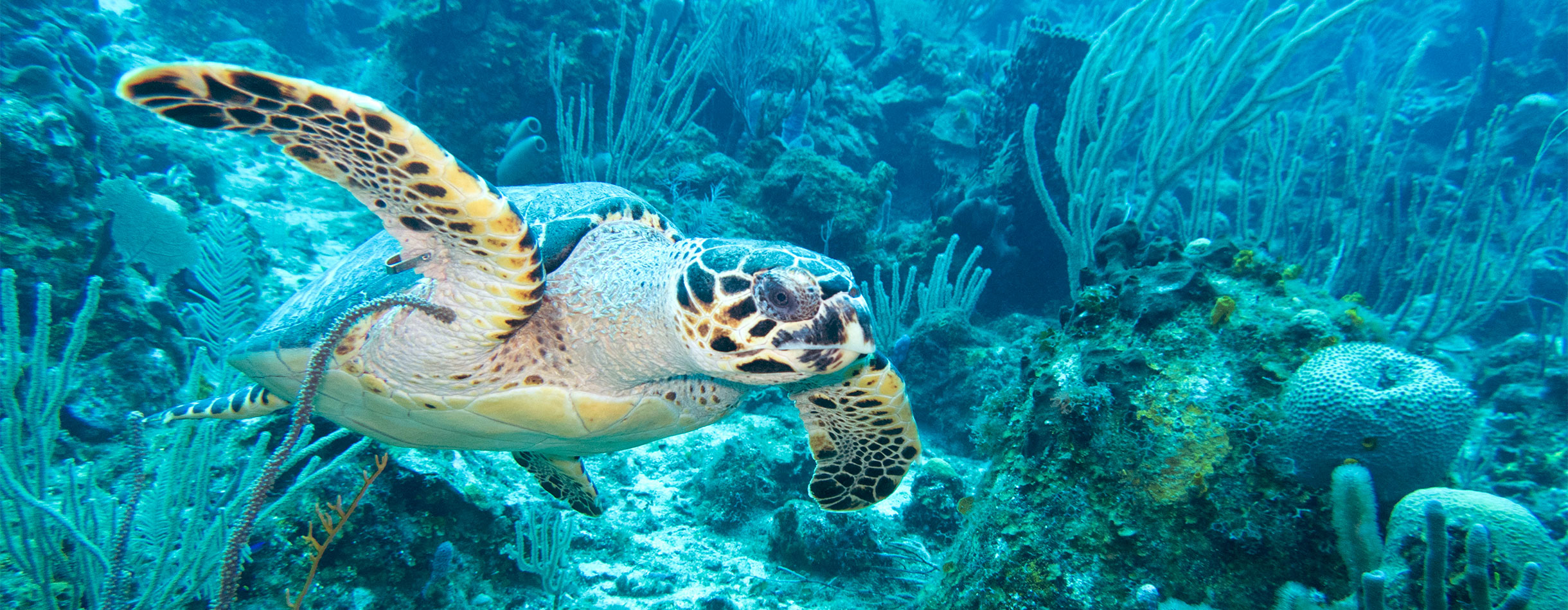 Turtle swimming in the reef