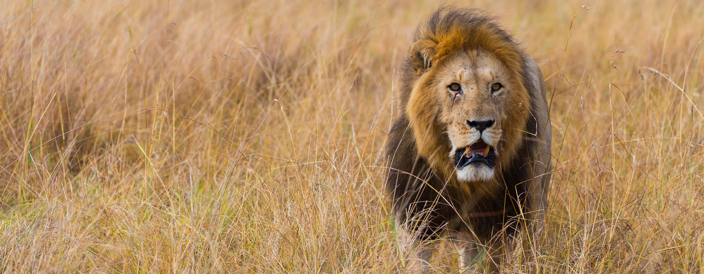 Male Lion in the grass, Africa 