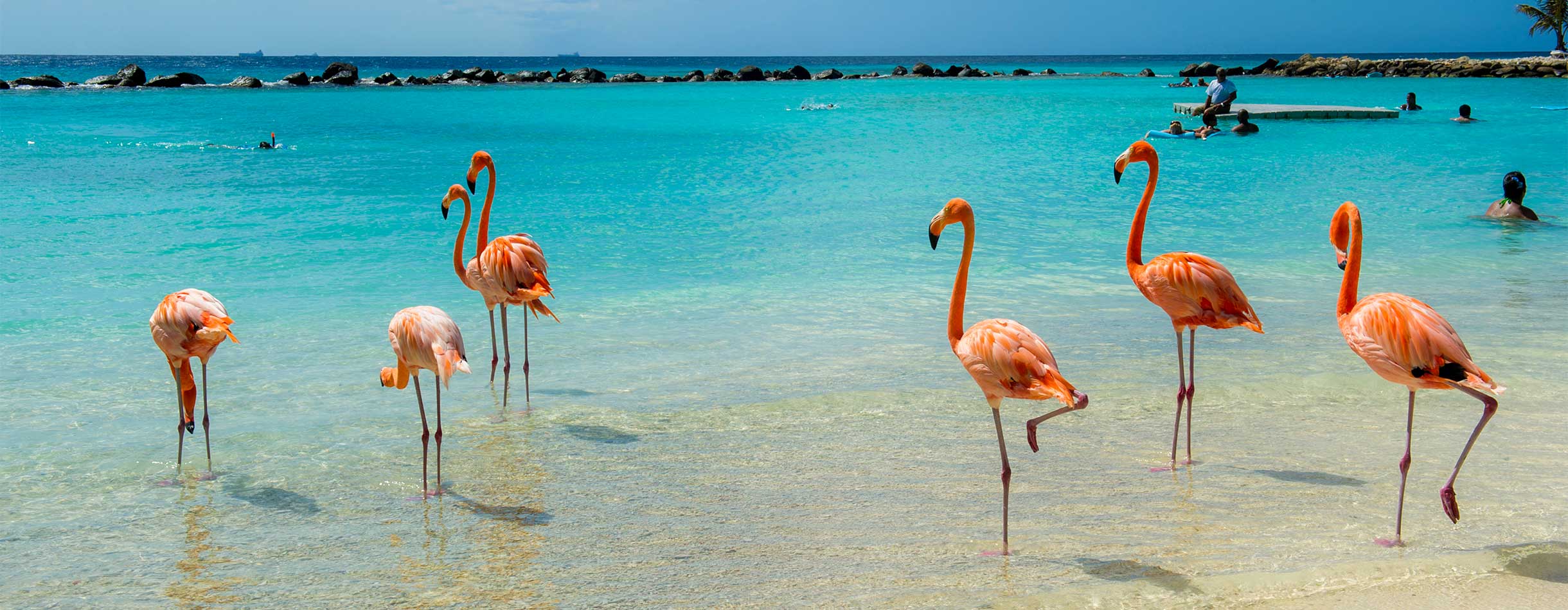 Flamingos on the beach, Aruba