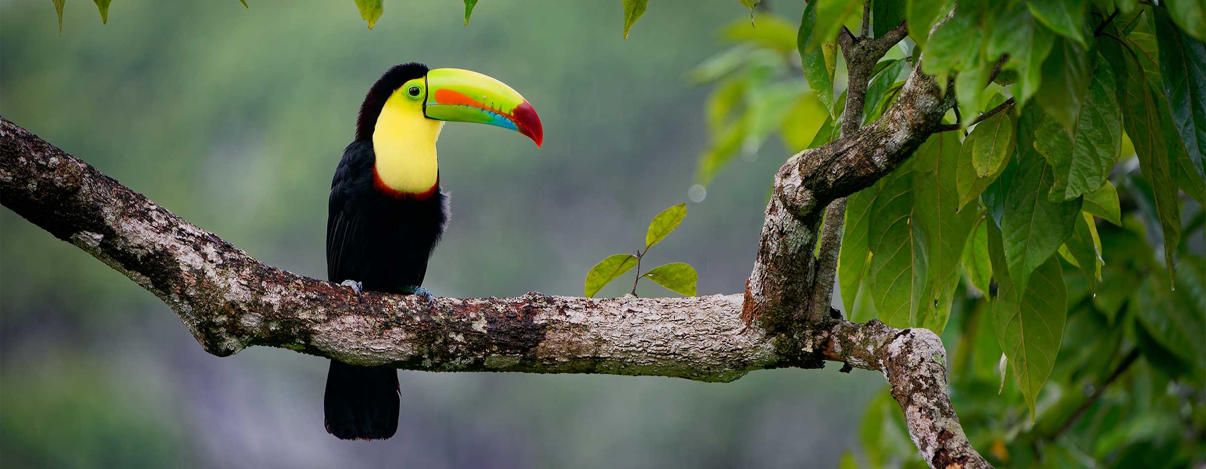 Colourful Toucan, Belize