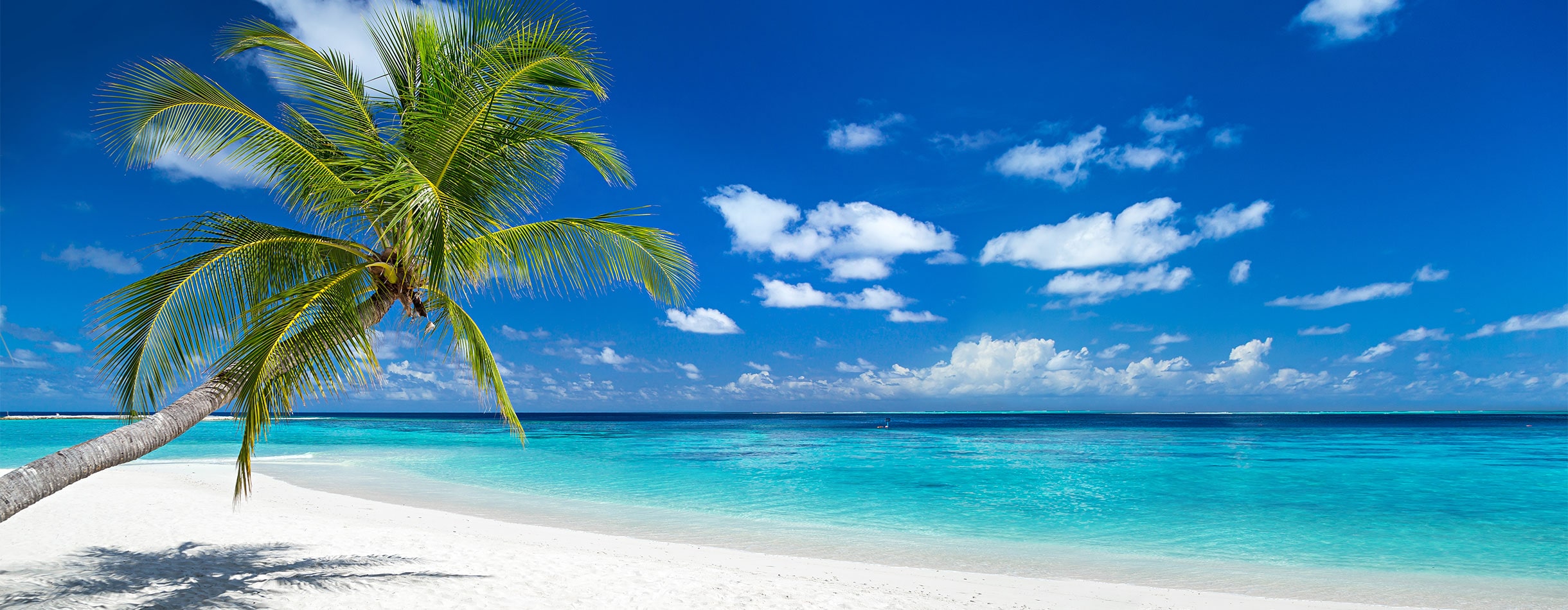 Palm tree on white sandy beach, Caribbean 