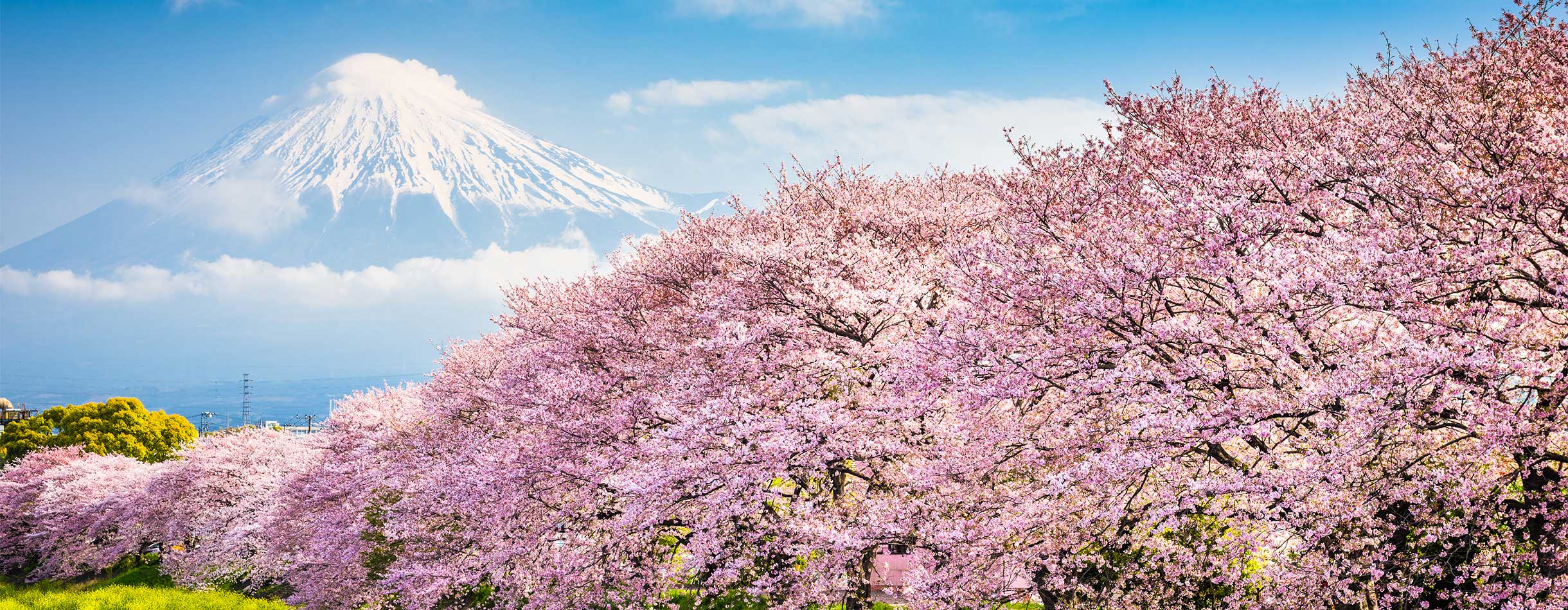 Mount Fuji, Japan spring landscape.