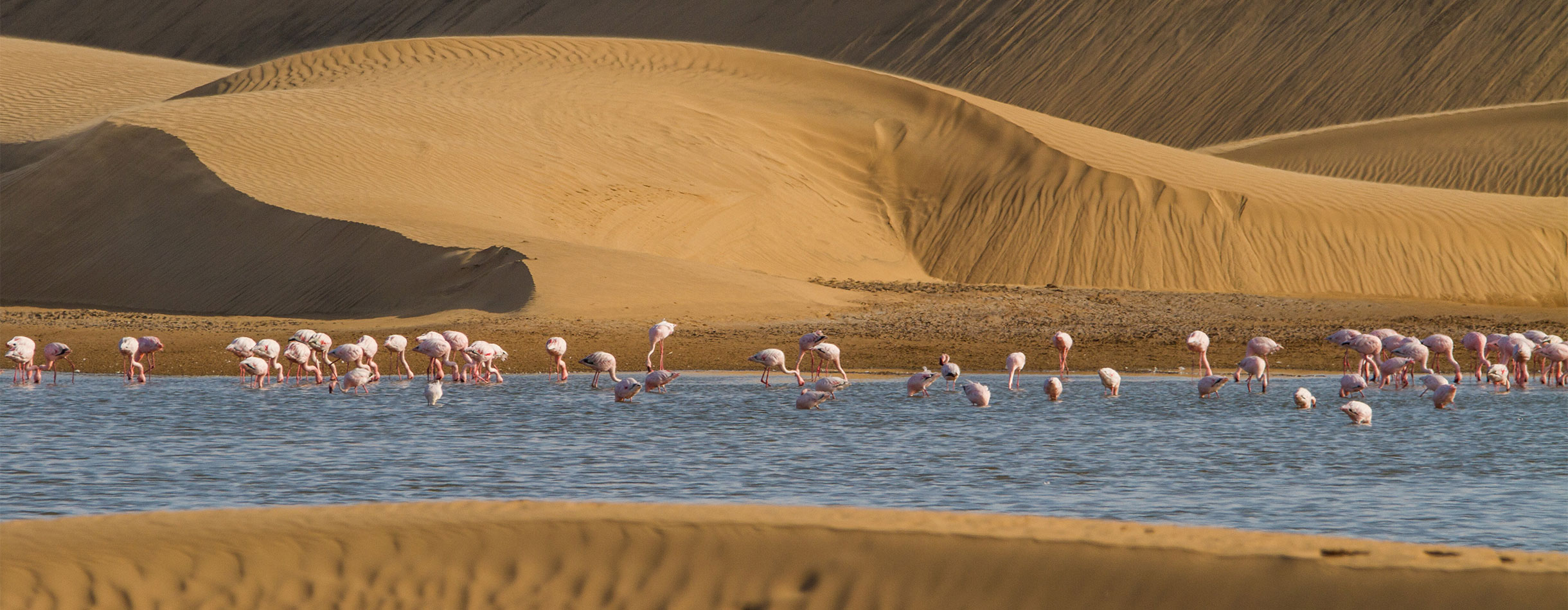 Flock of flamingos in the lagoons between sand dunes of the Namib desert near Walvis Bay in Namibia