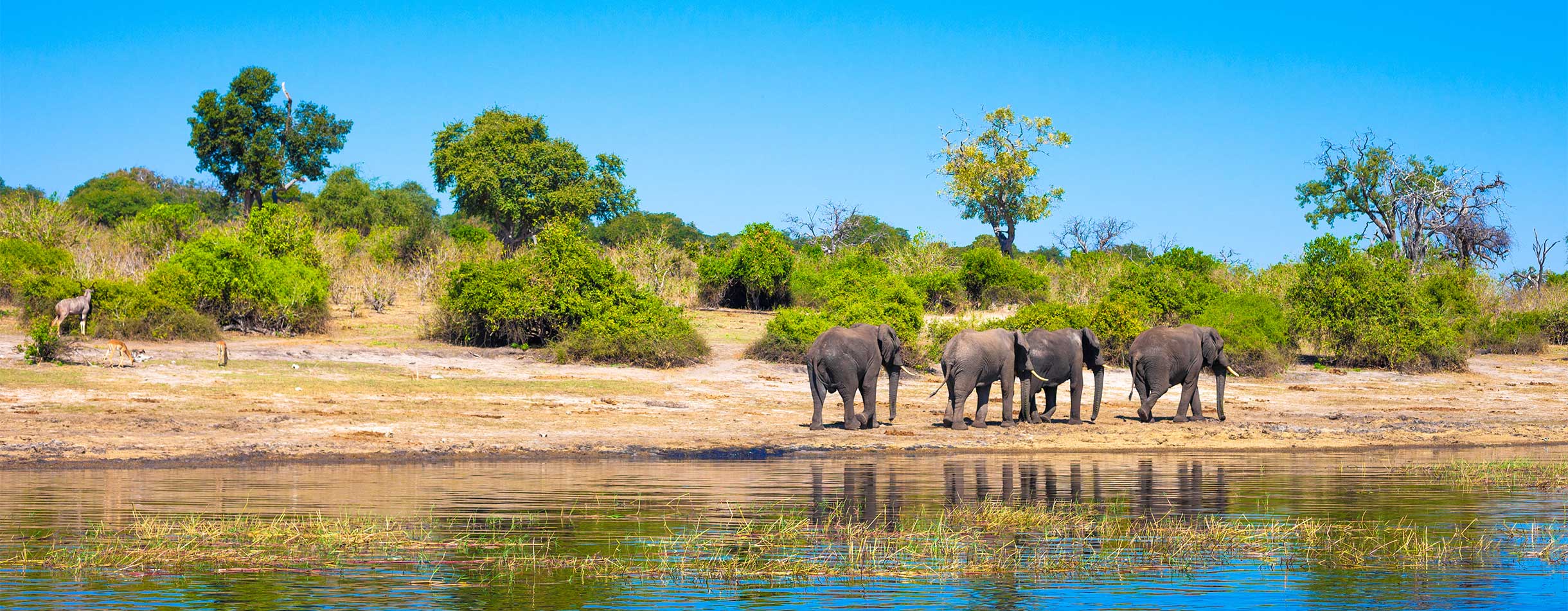 Elephants in south Africa