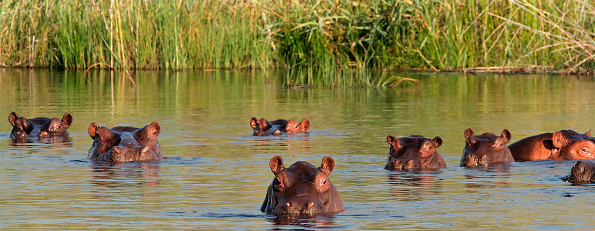 Group of hippopotamus in South Africa