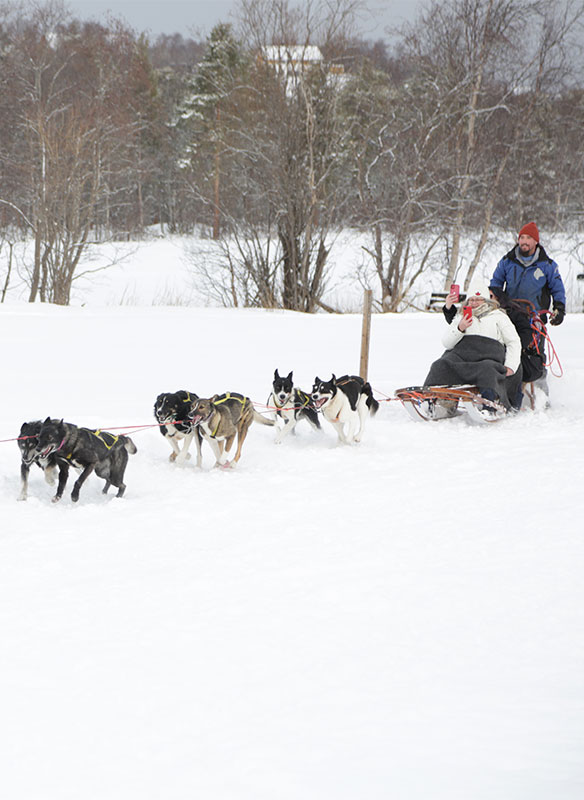 Dog sledding in Tromso, Norway