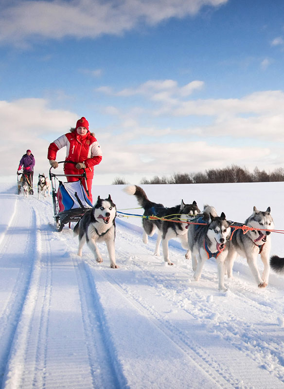 Dog sledding in Tromso, Norway