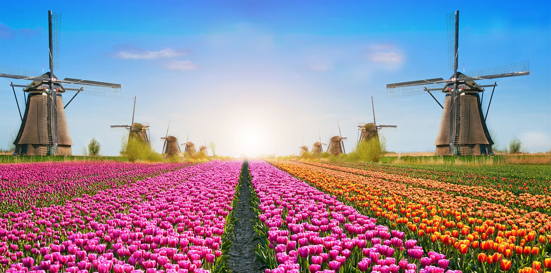 Windmills and Tulips in Amsterdam, Netherlands