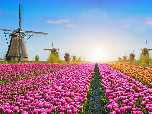 Windmills and Tulips in Amsterdam, Netherlands