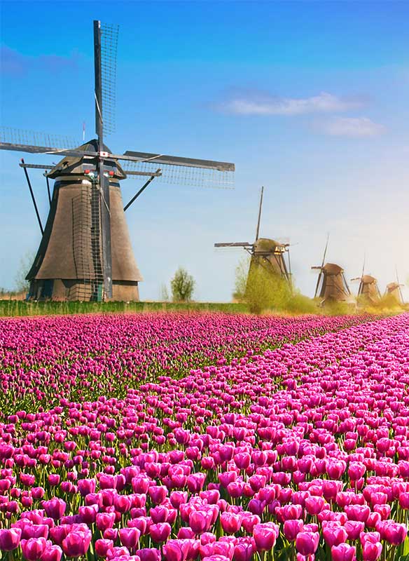 Windmills and Tulips in Amsterdam, Netherlands