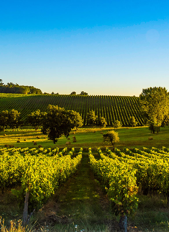 Vineyard in Bordeaux, France