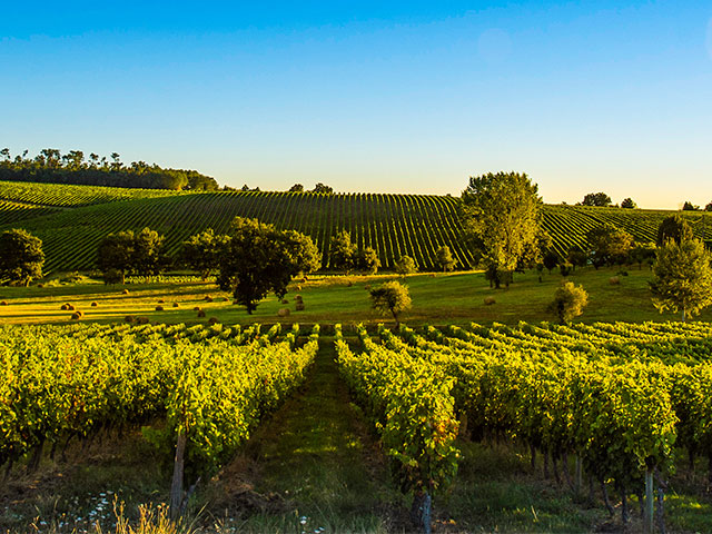 Vineyard in Bordeaux, France