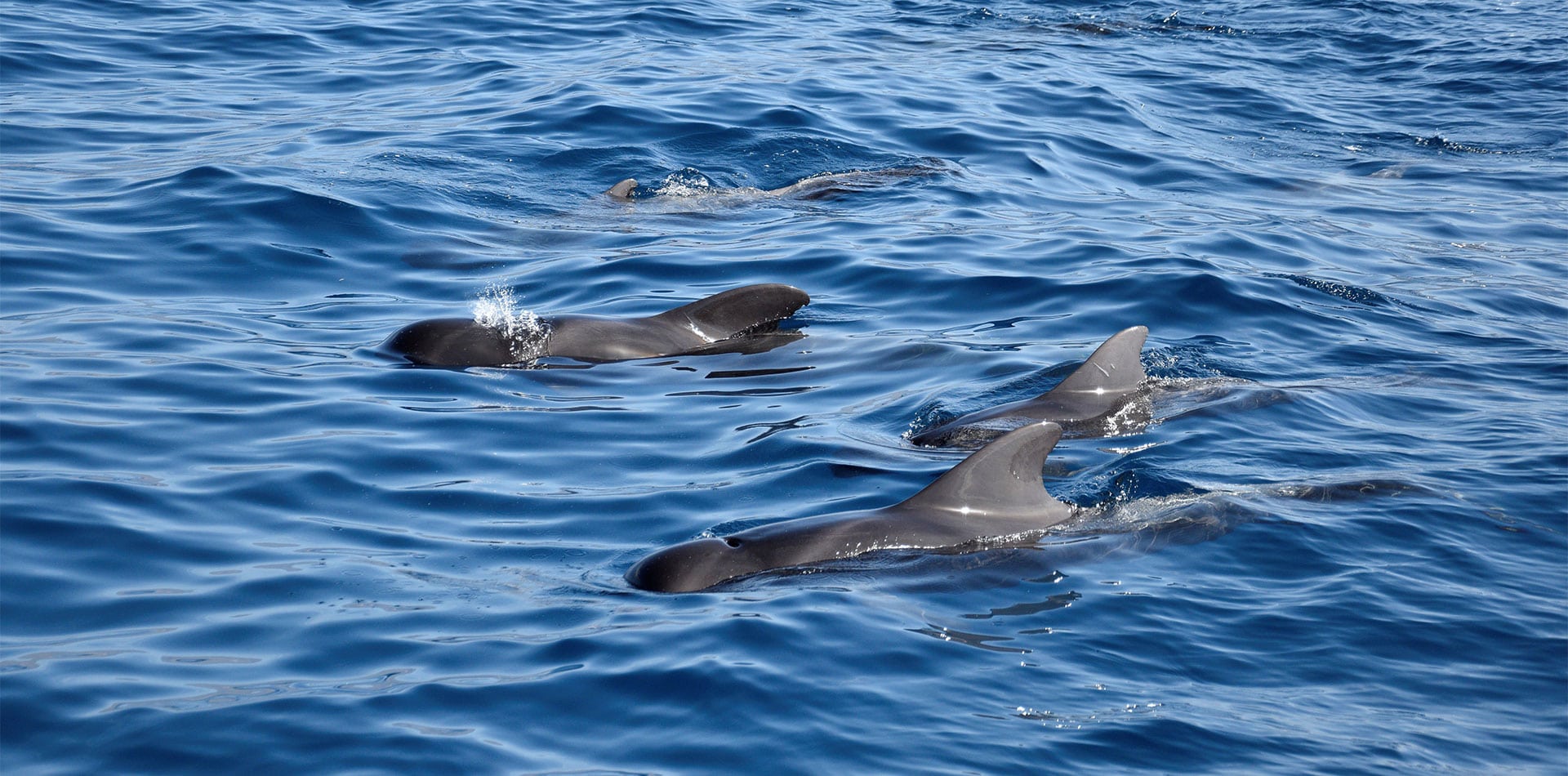 Pilot whales in the sea