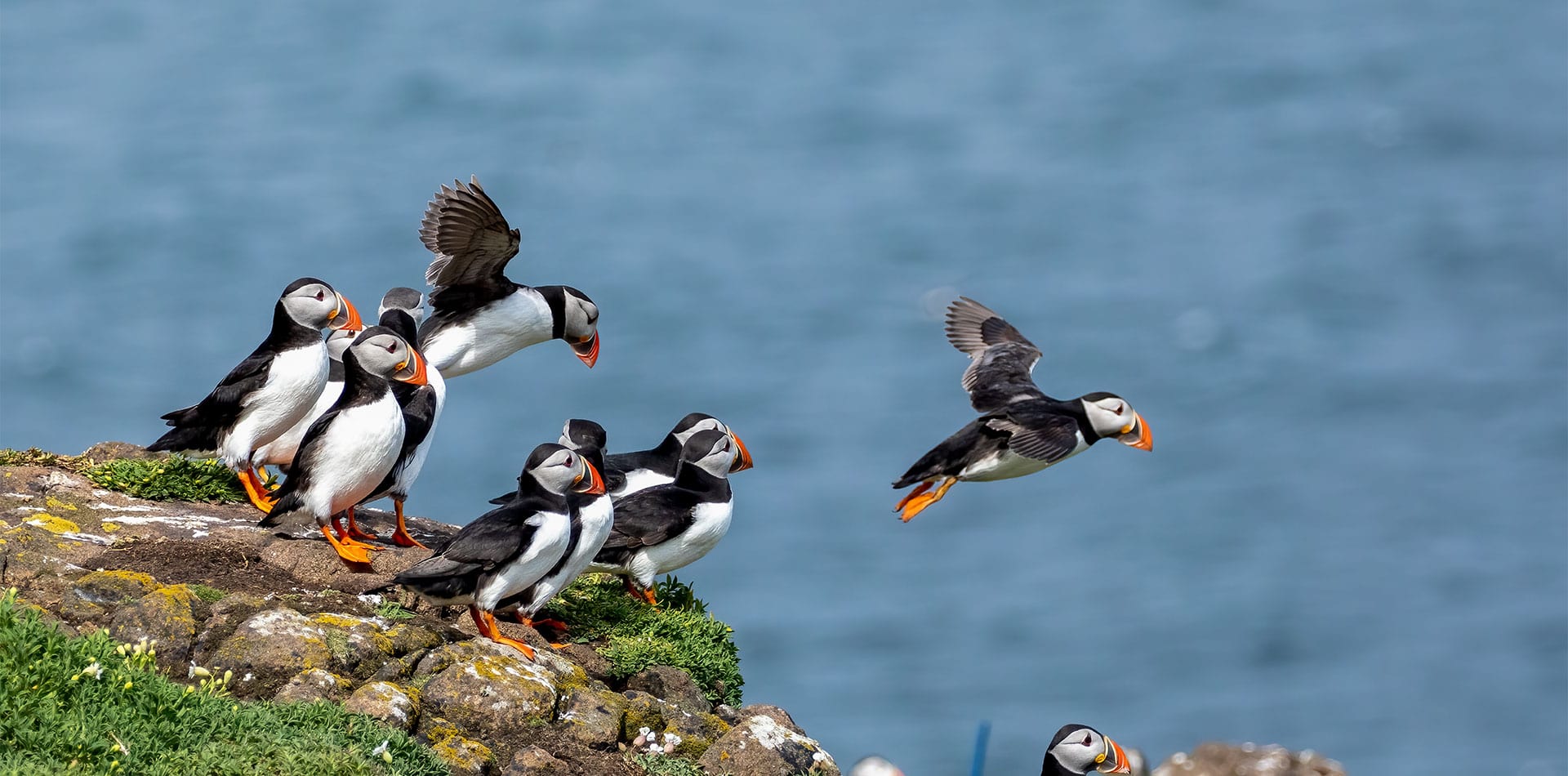 Puffins on a cliff, Scotland