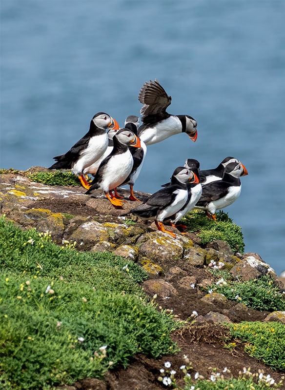 Puffins on a cliff, Scotland