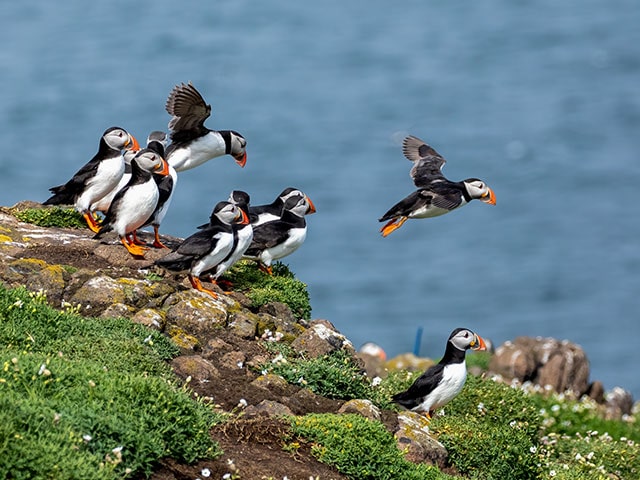 Puffins on a cliff, Scotland