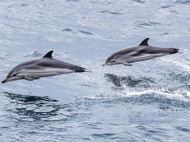 Dolphins seen from deck, UK