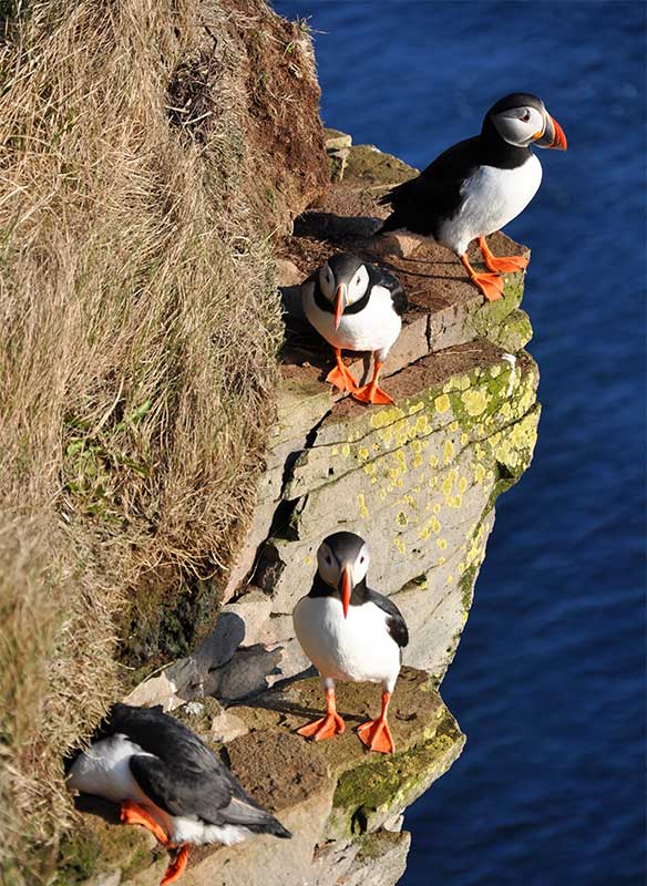 Puffins on a cliff, British Isles