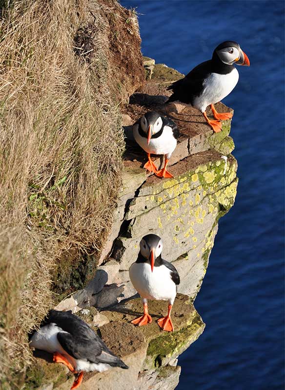 British Isles Cruises 2023 & 2024 Fred. Olsen Cruises