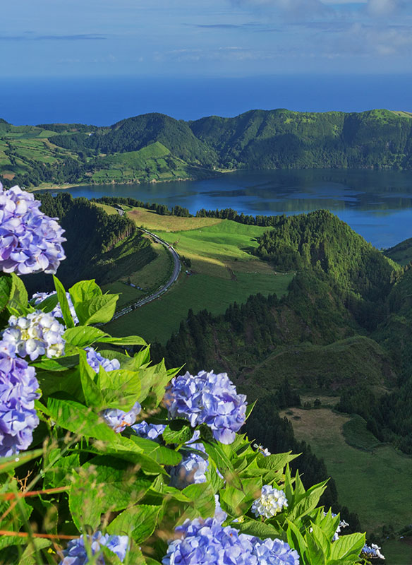 Wild hydrangeas flowers over Lake of Seven Cities, Azores Island, Portugal