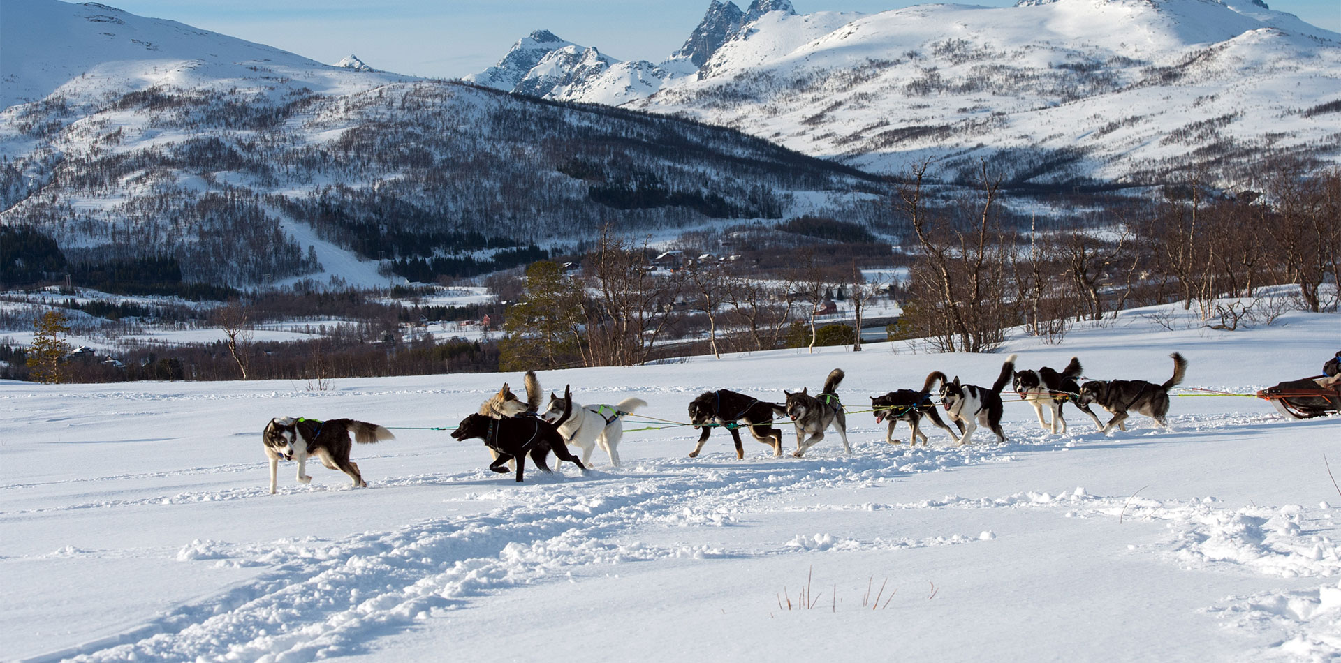 Dog sledding in Tromso, Norway