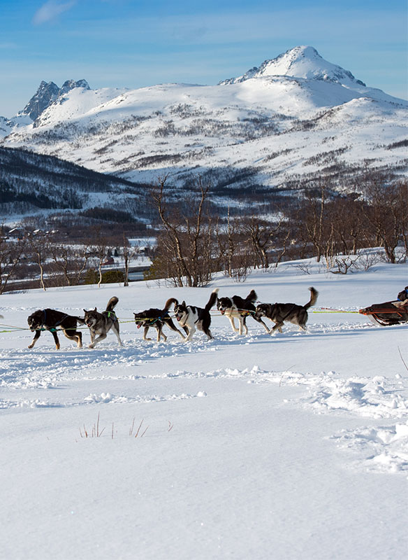 Dog sledding in Tromso, Norway