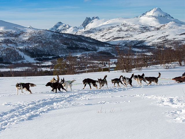 Dog sledding in Tromso, Norway