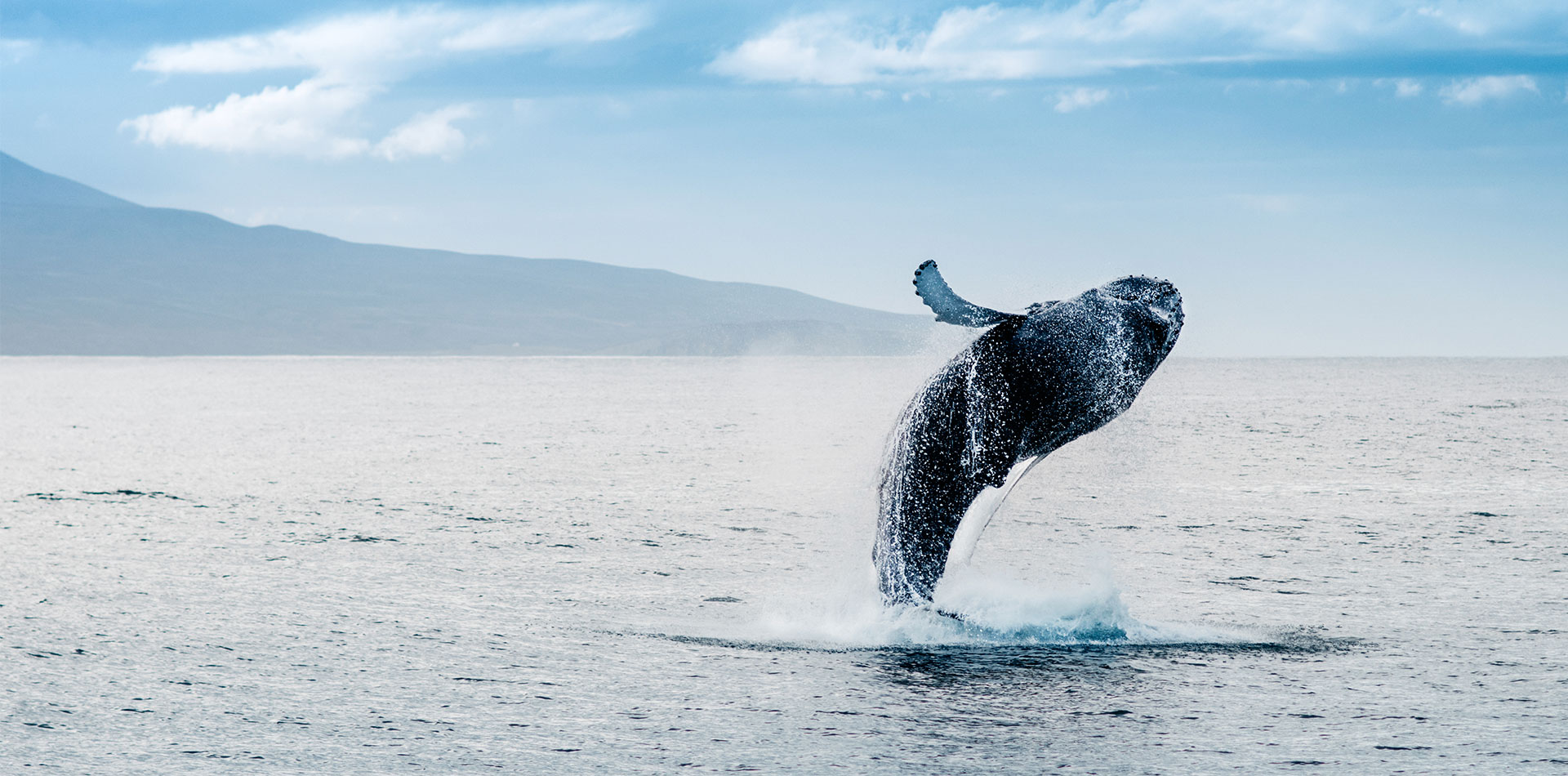 Whale breaching out of the water, Iceland
