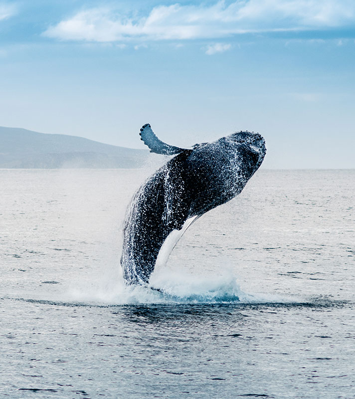 Whales & Wonders of Iceland