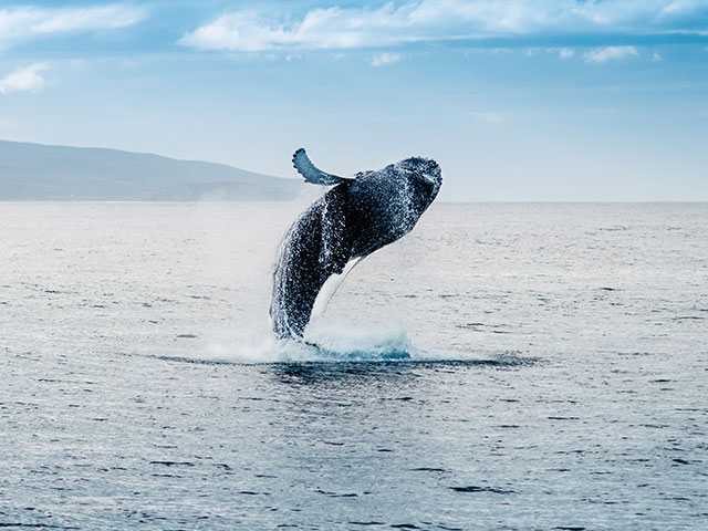 Whale breaching out of the water, Iceland