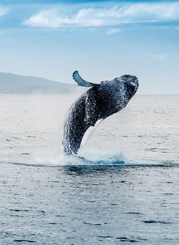 Whale breaching out of the water, Iceland